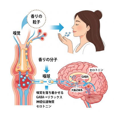 香りの粒子が鼻から脳へ伝わり、リラックス効果をもたらす様子を模式的に描いたイラスト